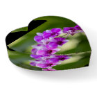 Beautiful Purple Orchid