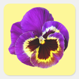 Beautiful purple pansy square sticker