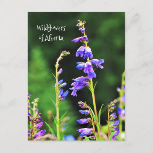 Beautiful Purple Wildflowers in Bloom Postcard