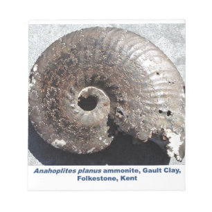 Beautiful pyrite ammonite fossil showing sutures notepad