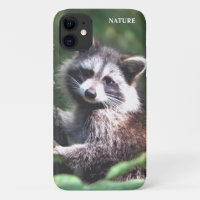 Beautiful racoon on the jungle