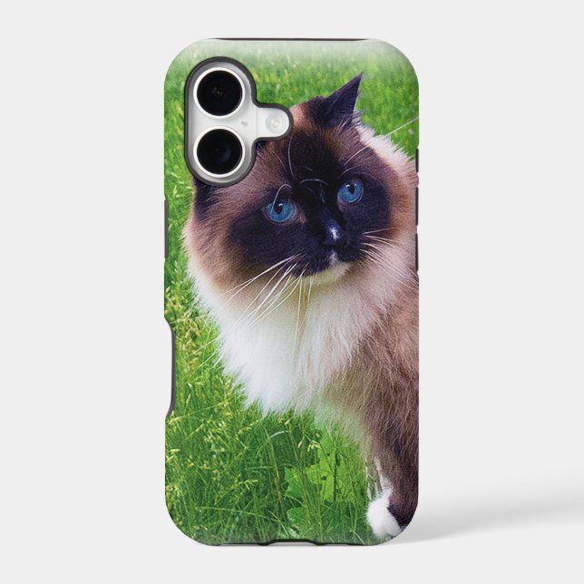 Beautiful Ragdoll Cat (Back)