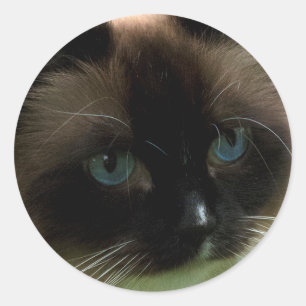 Beautiful Ragdoll Cat Classic Round Sticker