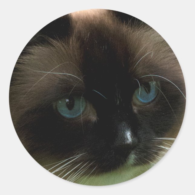 Beautiful Ragdoll Cat Classic Round Sticker (Front)