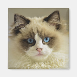 Beautiful Ragdoll Cat with Blue Eyes Magnet