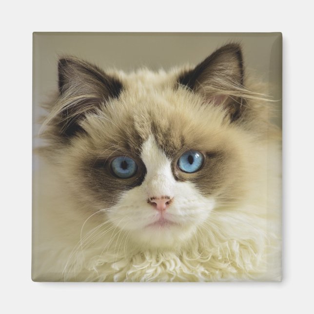 Beautiful Ragdoll Cat with Blue Eyes Magnet (Front)