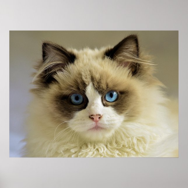 Beautiful Ragdoll Cat with Blue Eyes Poster (Front)