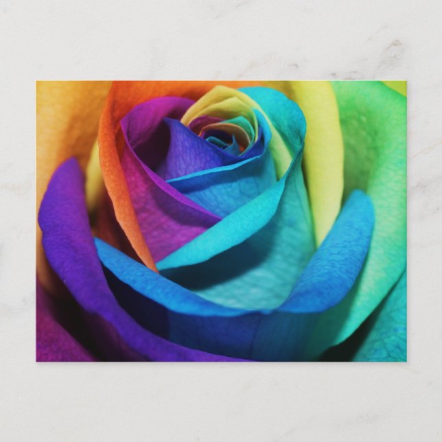 Beautiful Rainbow Rose Postcard (Front)