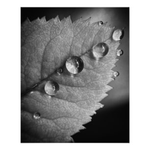 Beautiful raindrops on a leaf shining poster