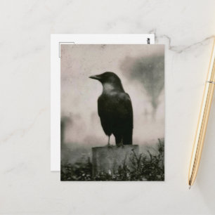 Beautiful Raven Vintage Photography Postcard