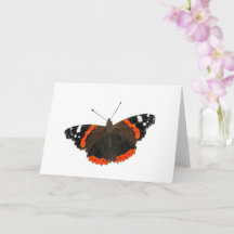 Beautiful Red Admiral Butterfly