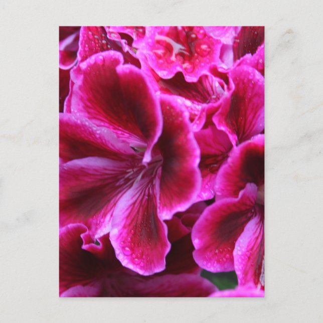 Beautiful Red and Pink Geranium Photo | Postcard (Front)