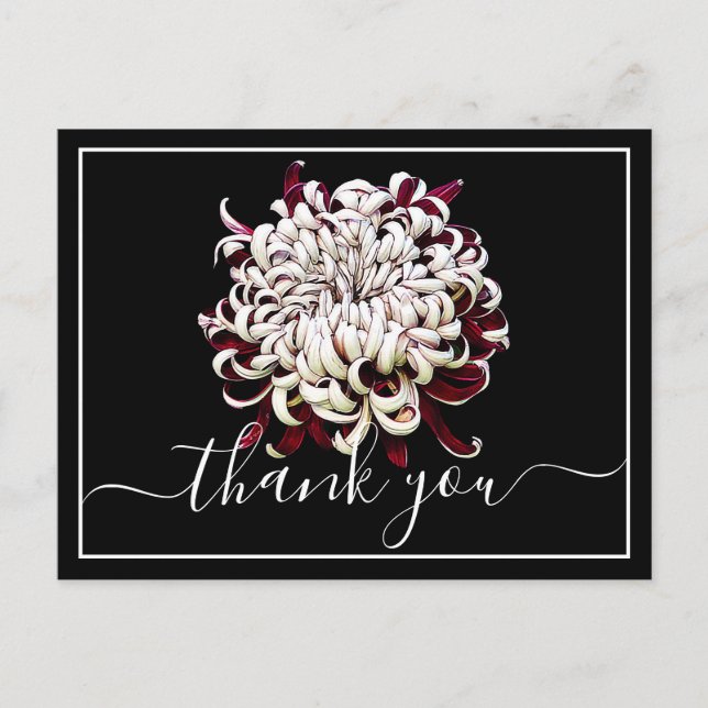 Beautiful Red And White Chrysanthemum Thank You Postcard (Front)