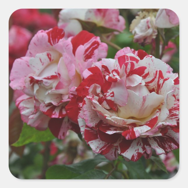 Beautiful red and white ripple roses square sticker (Front)