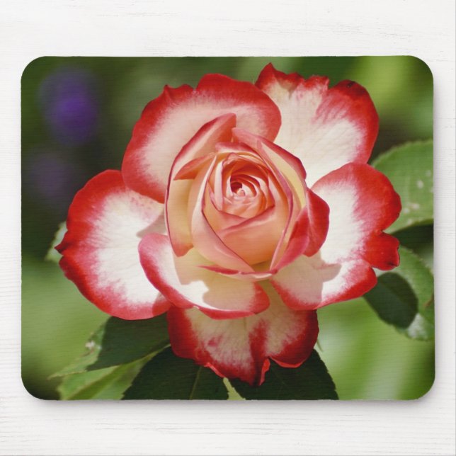 Beautiful Red and White Rose Mouse Mat (Front)
