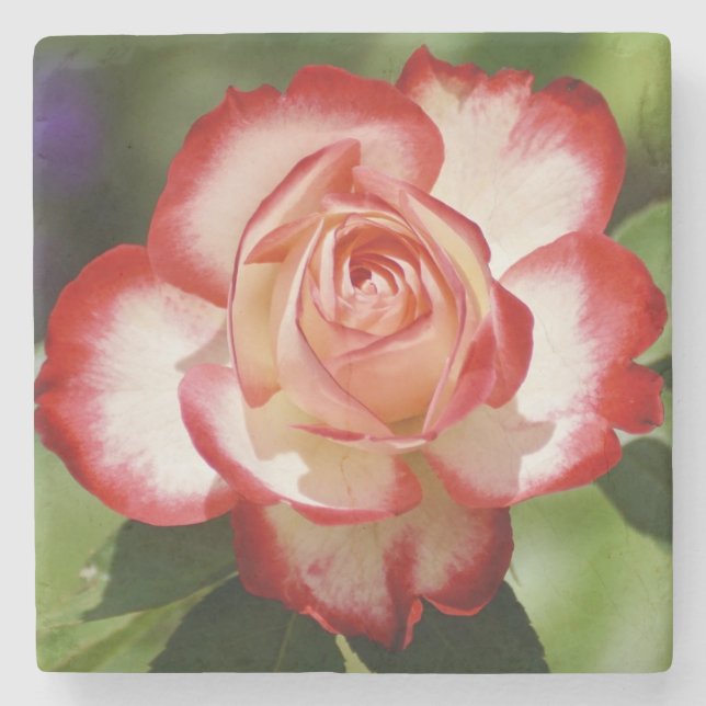 Beautiful Red and White Rose Stone Coaster (Front)