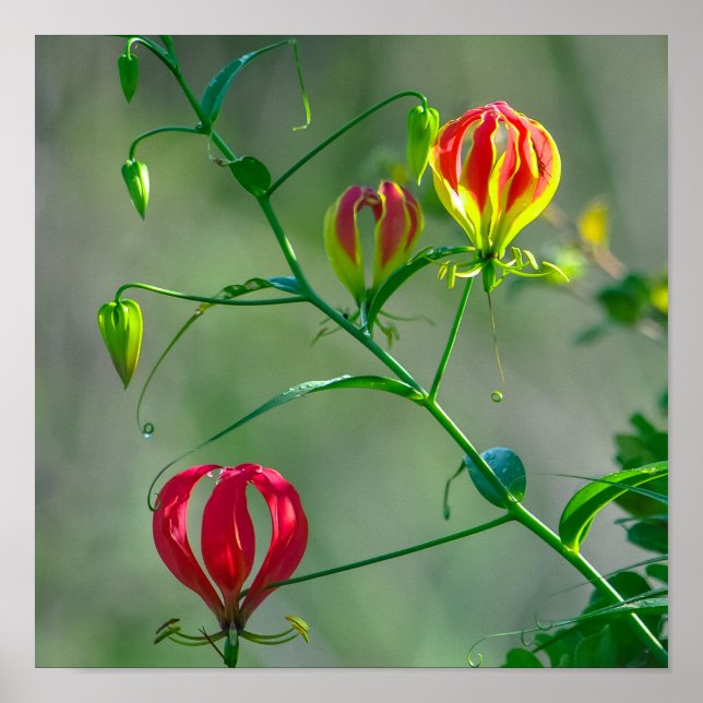 Beautiful Red And Yellow Flame Lily Photo Poster (Front)