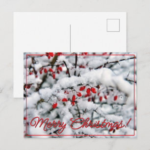 Beautiful red berries and snow holiday postcard
