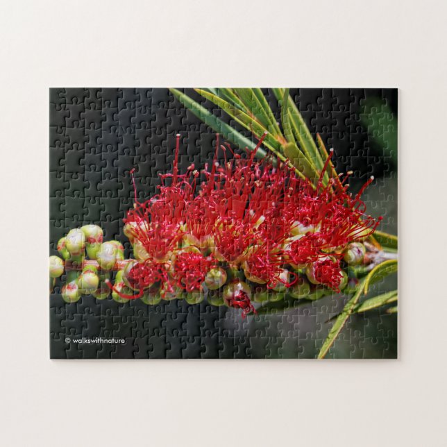 Beautiful Red Bottlebrush Flowers Jigsaw Puzzle (Horizontal)