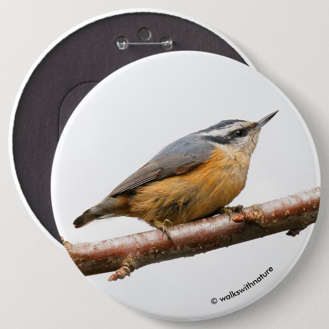 Beautiful Red-Breasted Nuthatch on a Branch 6 Cm Round Badge (Front & Back)