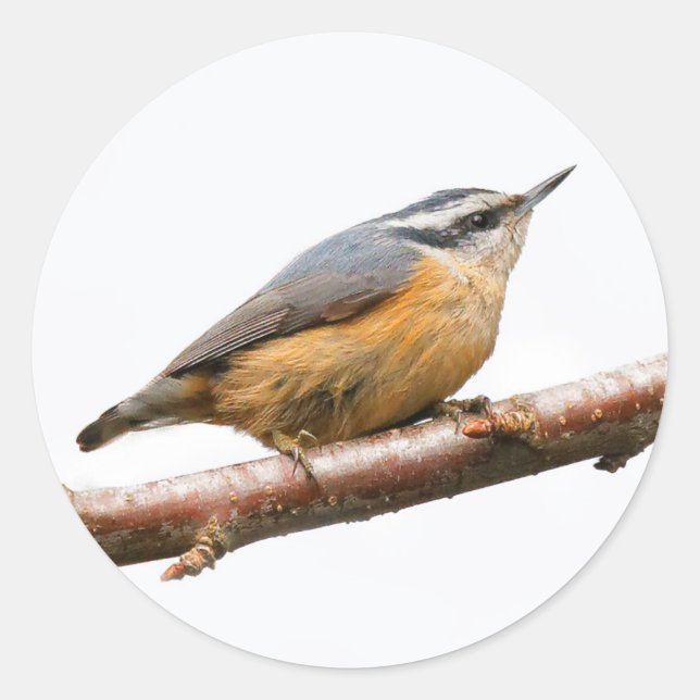 Beautiful Red-Breasted Nuthatch on a Branch Classic Round Sticker (Front)
