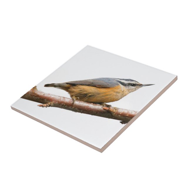 Beautiful Red-Breasted Nuthatch on a Branch Tile (Side)
