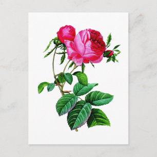 Beautiful Red Cabbage Roses by Redoute Postcard