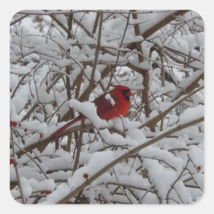 Beautiful Red Cardinal in Snow Filled Tree Sticker