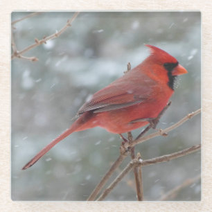 Beautiful Red Cardinal Waiting out the Snow Glass Coaster
