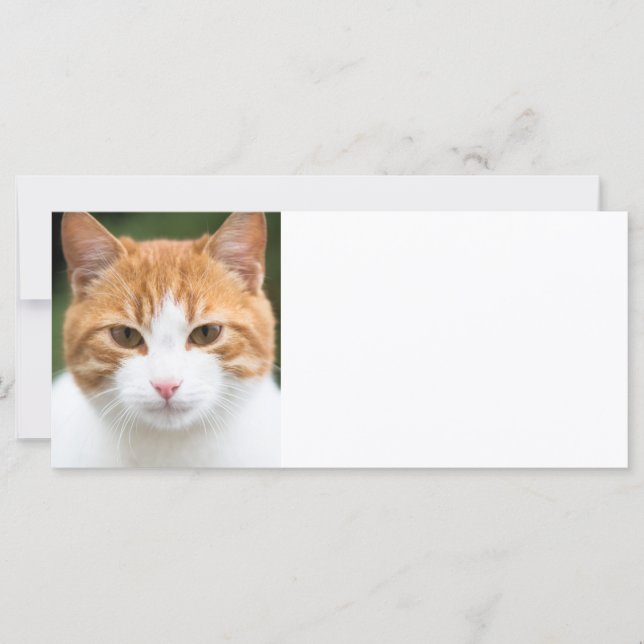 Beautiful red cat (Front)