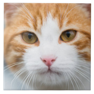 Beautiful red cat tile