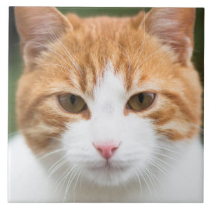 Beautiful red cat tile