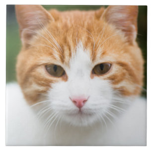 Beautiful red cat tile