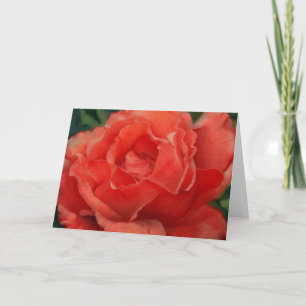 Beautiful Red Coral Rose Art Note Card