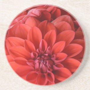 Beautiful red dahlia flowers coaster