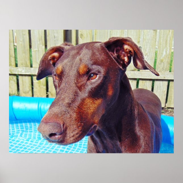 Beautiful red doberman poster (Front)