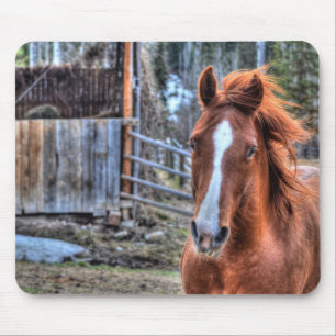 Beautiful Red Dun Ranch Horse Equine Photo Mouse Mat