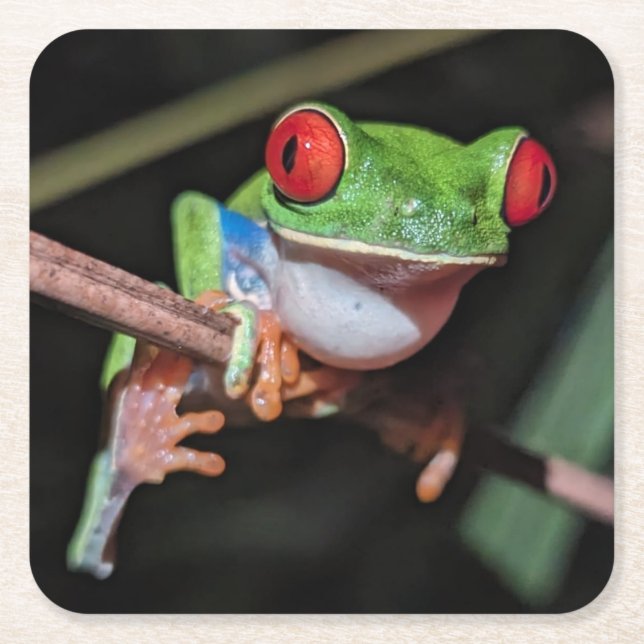 Beautiful Red Eyed Tree Frog on a Branch Square Paper Coaster (Front)