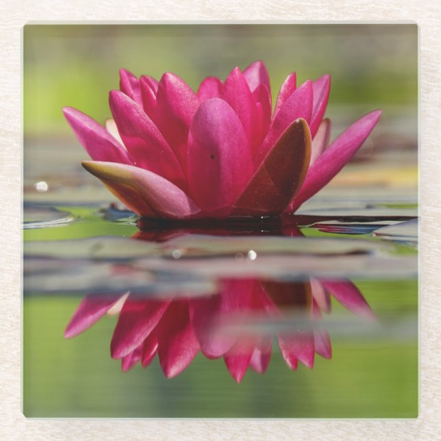Beautiful Red Floating Water Lily Glass Coaster (Front)