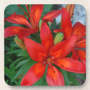Beautiful Red Flower Coaster