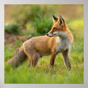 Beautiful Red Fox Nature Photograph Poster
