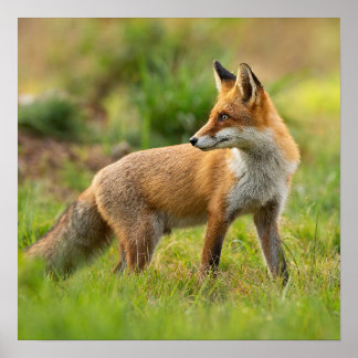 Beautiful Red Fox Nature Photograph  Poster