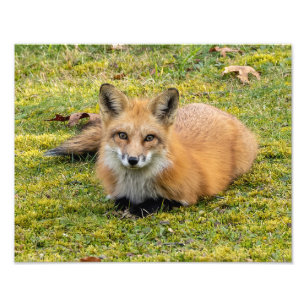 Beautiful Red Fox  Photo Print