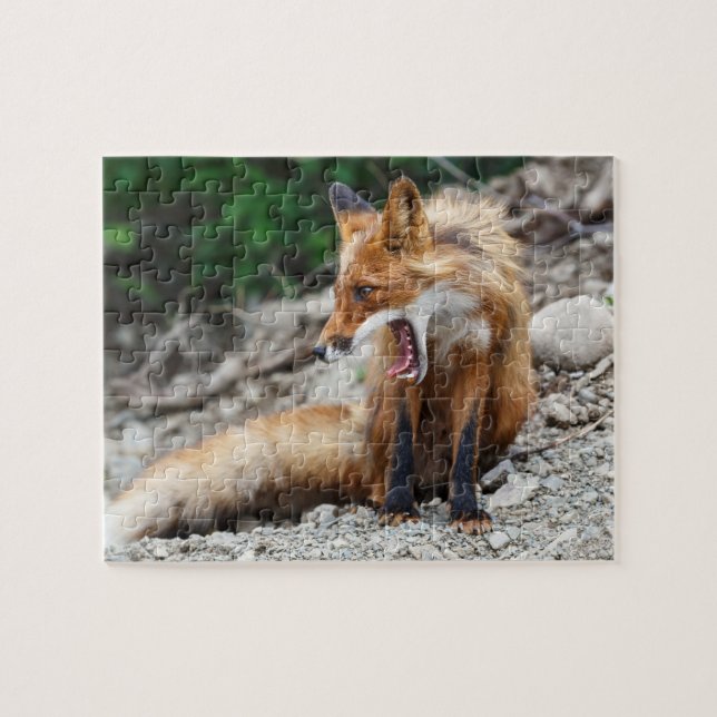 Beautiful red fox with wide open mouth jigsaw puzzle (Horizontal)