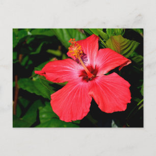 Beautiful Red Hibiscus Flower Postcard