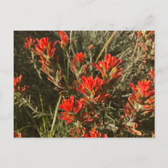 Beautiful Red Indian Paint Brush Wildflowers Postcard (Front)