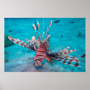 Beautiful Red Lion Fish Poster