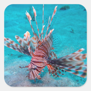 Beautiful Red Lion Fish Square Sticker