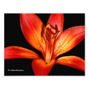 Beautiful Red Orange Asiatic Lily Gran Paradiso Photo Print