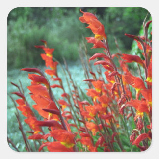 Beautiful Red Orange Gladiolus Flowers Square Sticker